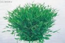 Погонатерум просовидный (Pogonatherum paniceum) / Комнатные растения и цветы