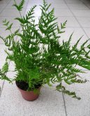 Птерис критский (Pteris cretica) / Комнатные растения и цветы / Нецветущие растения