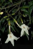 Радермахера (Radermachera) / Комнатные растения и цветы / С красивыми листьями