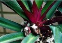 Рео пестрое (Rhoeo spathacea) / Комнатные растения и цветы