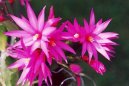 Рипсалидопсис (Пасхальный кактус) (Rhipsalidopsis) / Комнатные растения и цветы