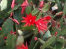 Рипсалис (Rhipsalis) / Комнатные растения и цветы