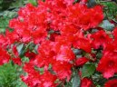 Рододендрон, азалия (Rhododendron, Azalea) / Комнатные растения и цветы