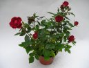 Роза (Rosa) / Комнатные растения и цветы / Розы