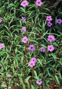Руэллия (Ruellia) / Комнатные растения и цветы