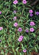 Руэллия (Ruellia) / Комнатные растения и цветы / Цветущие растения