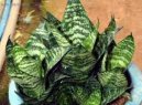 Сансевиерия (Sansevieria) / Комнатные растения и цветы / Нецветущие растения