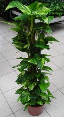Сциндапсус (Scindapsus) / Комнатные растения и цветы / Плющи и лианы