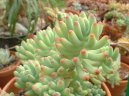 Фотографии к статье: Седум (очиток) (Sedum)