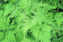 Фотографии к статье: Селагинелла (плаунок) (Selaginella)