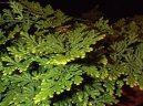 Фотографии к статье: Селагинелла (плаунок) (Selaginella)