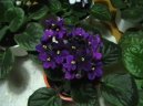 Сенполия, узумбарская фиалка (Saintpaulia) / Комнатные растения и цветы
