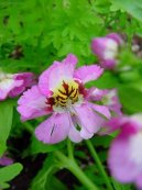 Фотографии к статье: Схизантус (Schizanthus)