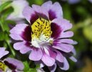 Фотографии к статье: Схизантус (Schizanthus)