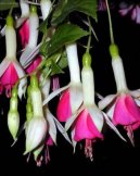Шпрекелия великолепная (Sprecelia formosissima) / Комнатные растения и цветы / Требовательные и капризные растения