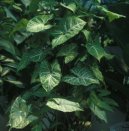 Сингониум (Syngonium) / Комнатные растения и цветы / Плющи и лианы