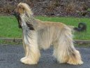 Афганская борзая (Афган) (Afghan Hound) / Породы собак / Породы собак: Охотничие: Уход, советы, бесплатные объявления, форум, болезни