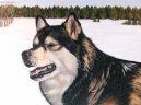 Фотографии к статье: Аляскинский маламут (Alaskan Malamute) / Советы по уходу и воспитанию породы собак, описание собаки, помощь при болезнях, фотографии, дискусии и форум.