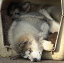 Фотографии к статье: Аляскинский маламут (Alaskan Malamute) / Советы по уходу и воспитанию породы собак, описание собаки, помощь при болезнях, фотографии, дискусии и форум.