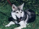 Фотографии к статье: Аляскинский маламут (Alaskan Malamute) / Советы по уходу и воспитанию породы собак, описание собаки, помощь при болезнях, фотографии, дискусии и форум.