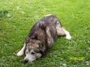 Фотографии к статье: Аляскинский маламут (Alaskan Malamute) / Советы по уходу и воспитанию породы собак, описание собаки, помощь при болезнях, фотографии, дискусии и форум.