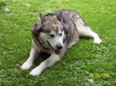 Аляскинский маламут (Alaskan Malamute) / Породы собак / Уход, советы, бесплатные объявления, форум, болезни