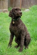 Американский водяной спаниель (American Water Spaniel) / Породы собак / Породы собак: Охотничие: Уход, советы, бесплатные объявления, форум, болезни