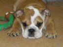 Фотографии к статье: Английский бульдог (English Bulldog) / Советы по уходу и воспитанию породы собак, описание собаки, помощь при болезнях, фотографии, дискусии и форум.