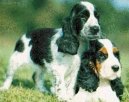 Английский кокер-спаниель (English Cocker Spaniel) / Породы собак / Породы собак: Охотничие: Уход, советы, бесплатные объявления, форум, болезни