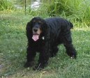 Фотографии к статье: Английский кокер-спаниель (English Cocker Spaniel) / Советы по уходу и воспитанию породы собак, описание собаки, помощь при болезнях, фотографии, дискусии и форум.