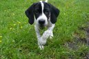 Английский пойнтер (English Pointer) / Породы собак / Породы собак: Охотничие: Уход, советы, бесплатные объявления, форум, болезни