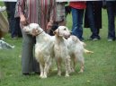 Фотографии к статье: Английский сеттер (English setter) / Советы по уходу и воспитанию породы собак, описание собаки, помощь при болезнях, фотографии, дискусии и форум.