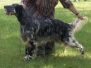 Фотографии к статье: Английский сеттер (English setter) / Советы по уходу и воспитанию породы собак, описание собаки, помощь при болезнях, фотографии, дискусии и форум.