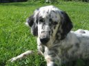 Английский сеттер (English setter) / Породы собак / Породы собак: Охотничие: Уход, советы, бесплатные объявления, форум, болезни