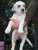 Фотографии к статье: Английский сеттер (English setter) / Советы по уходу и воспитанию породы собак, описание собаки, помощь при болезнях, фотографии, дискусии и форум.