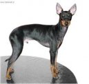 Фотографии к статье: Английский той-терьер (черно-подпалый) (Toy Terrier) / Советы по уходу и воспитанию породы собак, описание собаки, помощь при болезнях, фотографии, дискусии и форум.