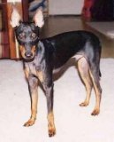 Фотографии к статье: Английский той-терьер (черно-подпалый) (Toy Terrier) / Советы по уходу и воспитанию породы собак, описание собаки, помощь при болезнях, фотографии, дискусии и форум.