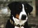 Аппенцелльский зенненхунд (Appenzeller Sennenhund) / Породы собак / Породы собак: Служебные: Уход, советы, бесплатные объявления, форум, болезни