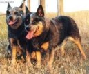 Фотографии к статье: Австралийский хилер (Australian Cattledog) / Советы по уходу и воспитанию породы собак, описание собаки, помощь при болезнях, фотографии, дискусии и форум.