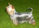 Австралийский шелковистый терьер (силки-терьер) (Australian Silky Terrier) / Породы собак / Уход, советы, бесплатные объявления, форум, болезни