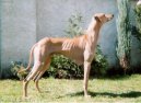 Азавак (Azawakh) / Породы собак / Породы собак: Охотничие: Уход, советы, бесплатные объявления, форум, болезни