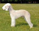 Бедлингтон-терьер (Bedlington Terrier) / Породы собак / Породы собак: Терьеры: Уход, советы, бесплатные объявления, форум, болезни