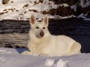 Белая швейцарская овчарка (Berger Blanc Suisse, White Swiss Shepherd Dog) / Породы собак / Породы собак: Среднего размера: Уход, советы, бесплатные объявления, форум, болезни