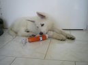 Фотографии к статье: Белая швейцарская овчарка (Berger Blanc Suisse, White Swiss Shepherd Dog) / Советы по уходу и воспитанию породы собак, описание собаки, помощь при болезнях, фотографии, дискусии и форум.