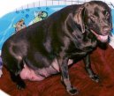 Беременность собак (Pregnant dog) / Породы собак / Породы собак: Советы ветеринара: Уход, советы, бесплатные объявления, форум, болезни