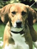 Фотографии к статье: Бигль-харьер (Beagle Harrier) / Советы по уходу и воспитанию породы собак, описание собаки, помощь при болезнях, фотографии, дискусии и форум.