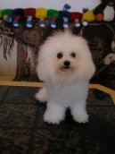 Фотографии к статье: Бишон фризе (кудрявый бишон) (Bichon frise) / Советы по уходу и воспитанию породы собак, описание собаки, помощь при болезнях, фотографии, дискусии и форум.