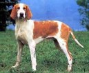 Большая англо-французская красно-пегая гончая (Great Anglo-French White and Orange Hound) / Породы собак / Породы собак: Охотничие: Уход, советы, бесплатные объявления, форум, болезни