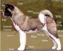 Большая японская собака (американская акита) (American akita) / Породы собак / Породы собак: Среднего размера: Уход, советы, бесплатные объявления, форум, болезни