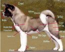 Большая японская собака (американская акита) (American akita) / Породы собак / Уход, советы, бесплатные объявления, форум, болезни